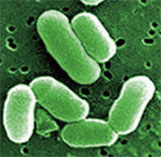 Corynebacterium glutamicum