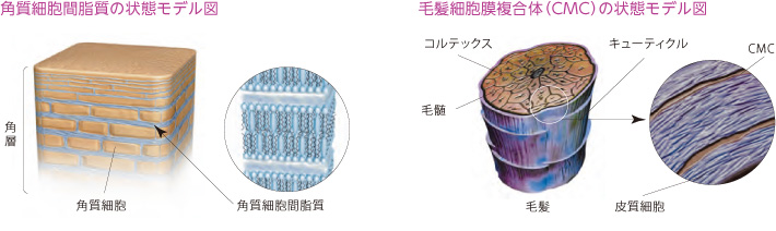 角質細胞間脂質の状態モデル図・毛髪細胞膜複合体（CMC）の状態モデル図