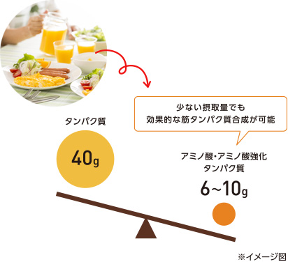 少ない摂取量でも効果的な筋タンパク質合成が可能