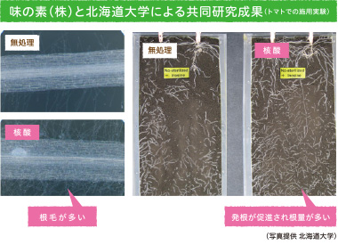 味の素（株）と北海道大学による共同研究成果（トマトでの施用実験）