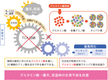 グルタミン酸→曇天、低温時の生育不良を改善