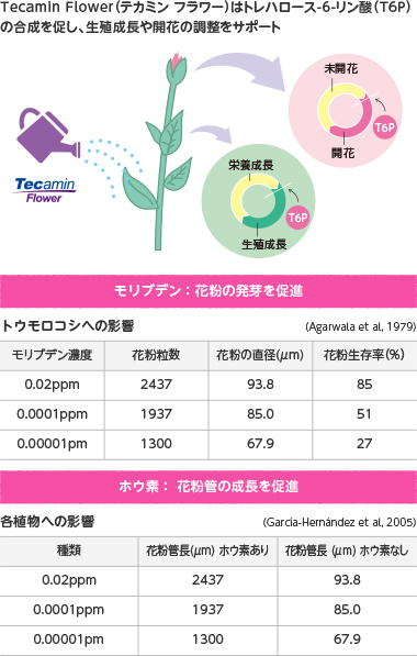 TecaminFlowerはトレハロース-6-リン酸(T6P)の合成を促し、生殖成長や開花の調整をサポート。モリブデン：花粉の発芽を促進。ホウ素： 花粉管の成長を促進