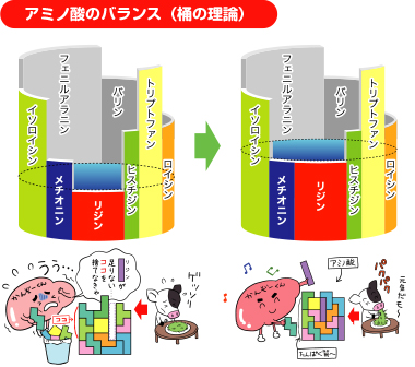 アミノ酸のバランス（桶の理論）